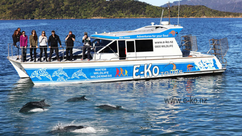 Dolphin Viewing in the very calm waters of New Zealand's famous Marlborough Sounds.